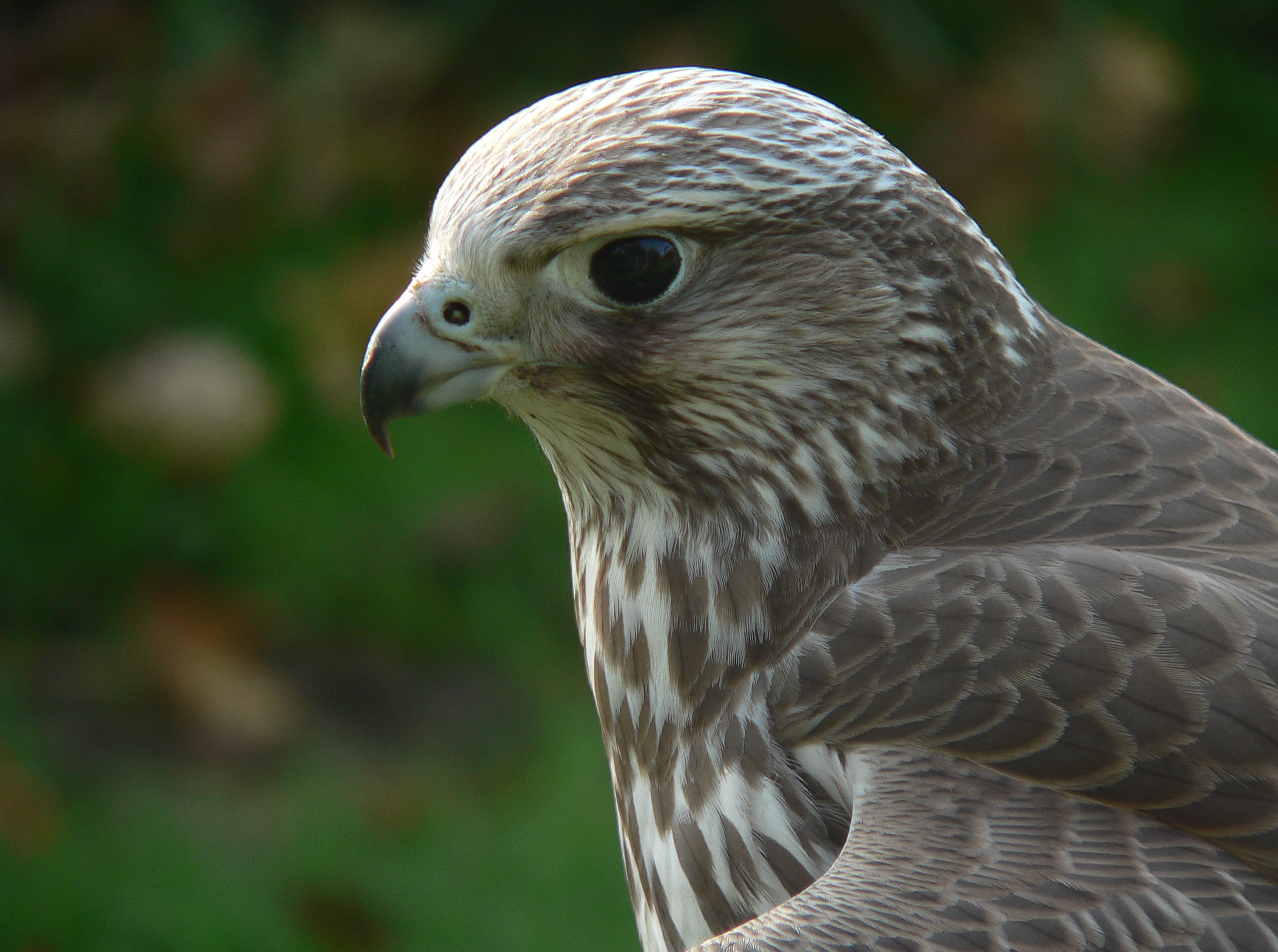 cropped-P1000831.jpg